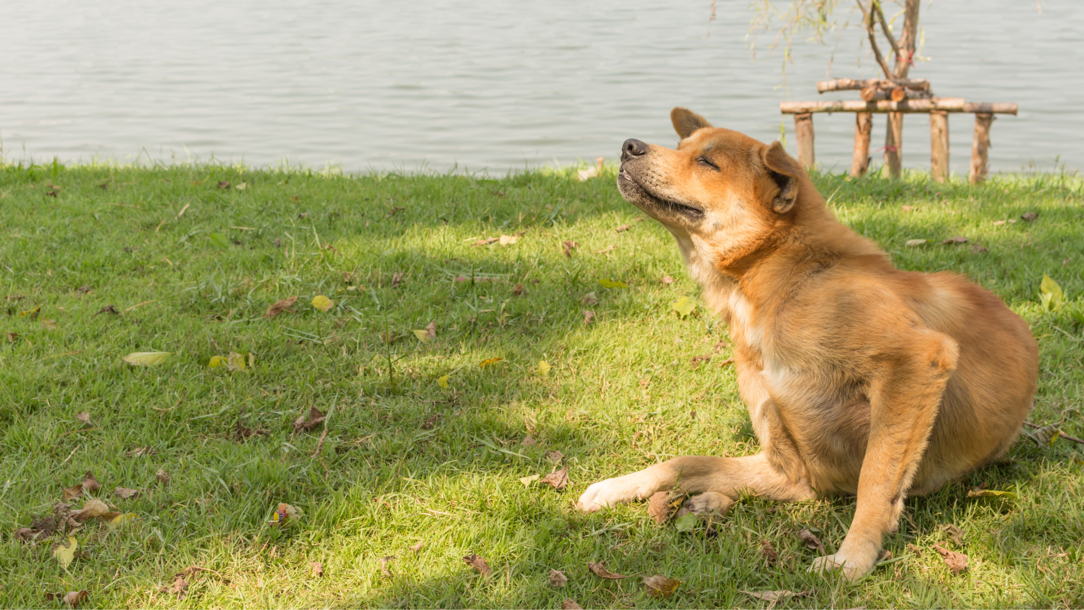 Hund schüttelt ständig den Kopf: Ursachen, Maßnahmen und Tipps zur Vorbeugung