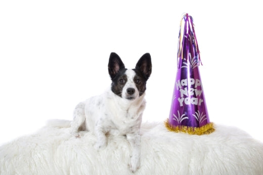 Silvester mit Hund: So beruhigst Du Deinen Vierbeiner!