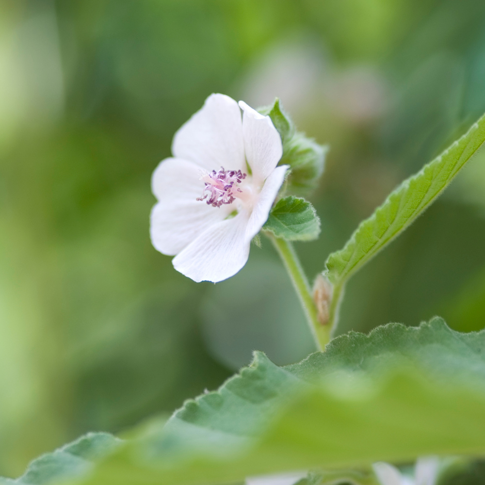 Eibischwurzel für Pferde – Natürliche Hilfe bei Husten, Magenbeschwerden & mehr
