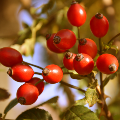 Hagebutten für Hunde: Das natürliche Superfood für mehr Gesundheit und Beweglichkeit