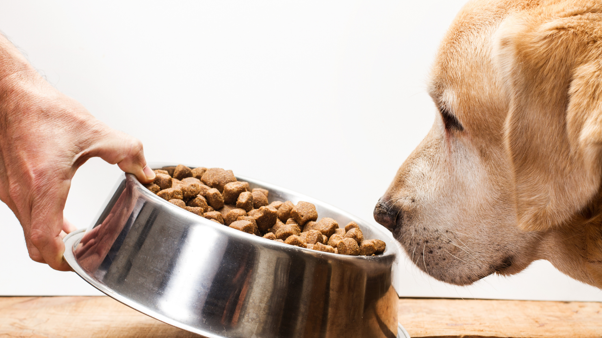 Mein Hund frisst nicht! So regst Du den Appetit wieder an