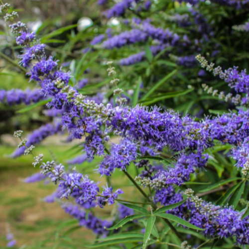 Mönchspfeffer beim Pferd – Natürliche Unterstützung für Hormonhaushalt, Verhalten und Wohlbefinden