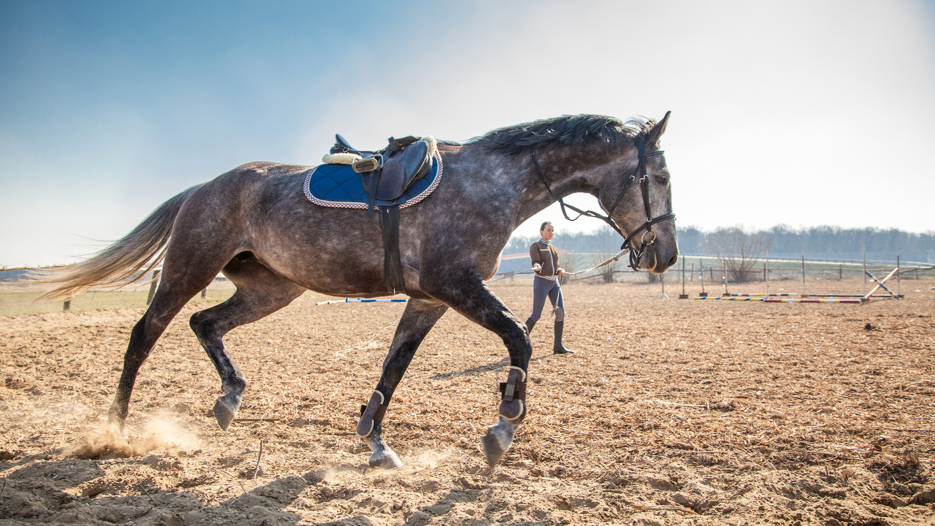 Muskelaufbau Pferd – Futterauswahl und gezieltes Training