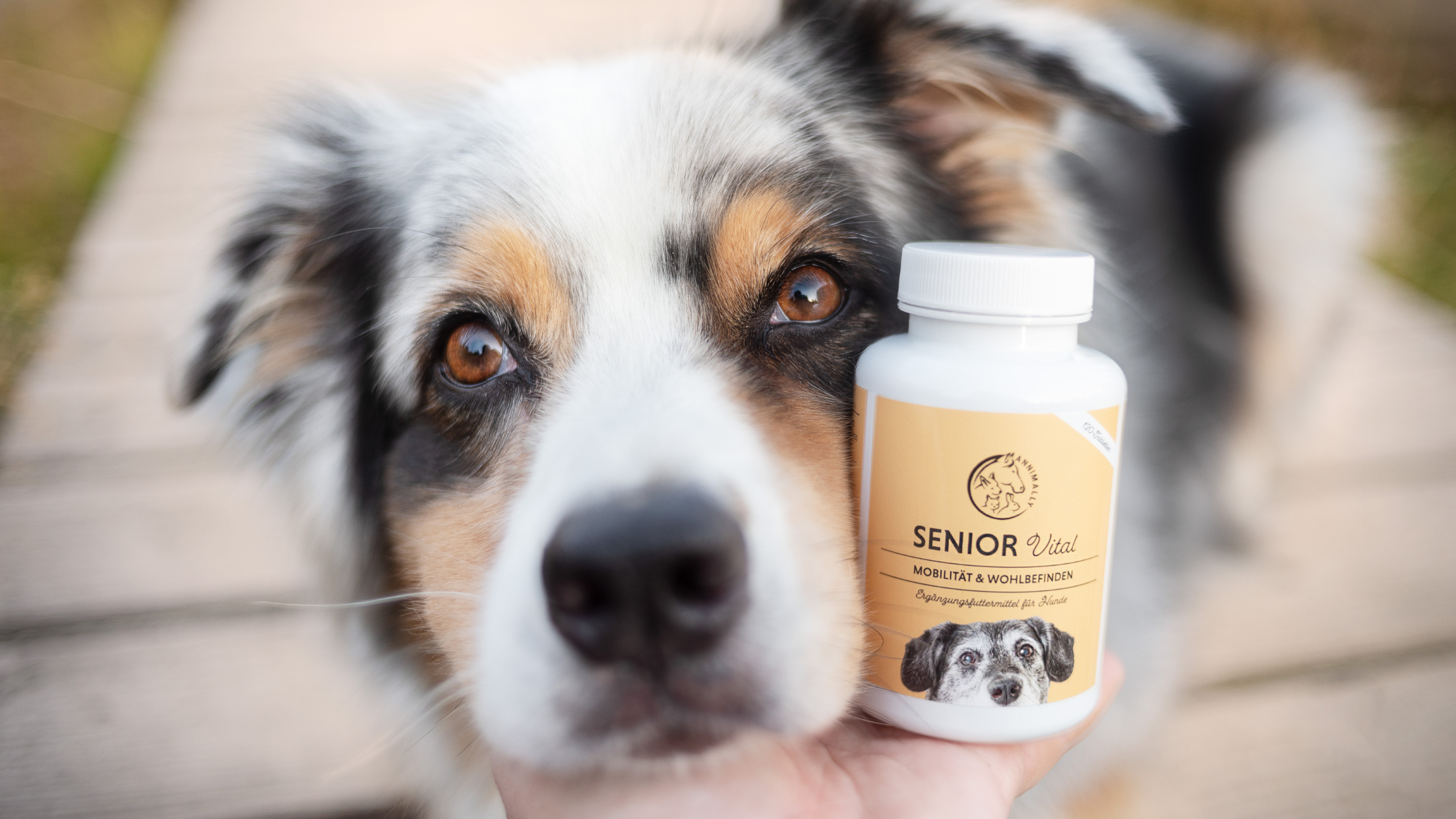 Ergänzungsfutter für alte Hunde