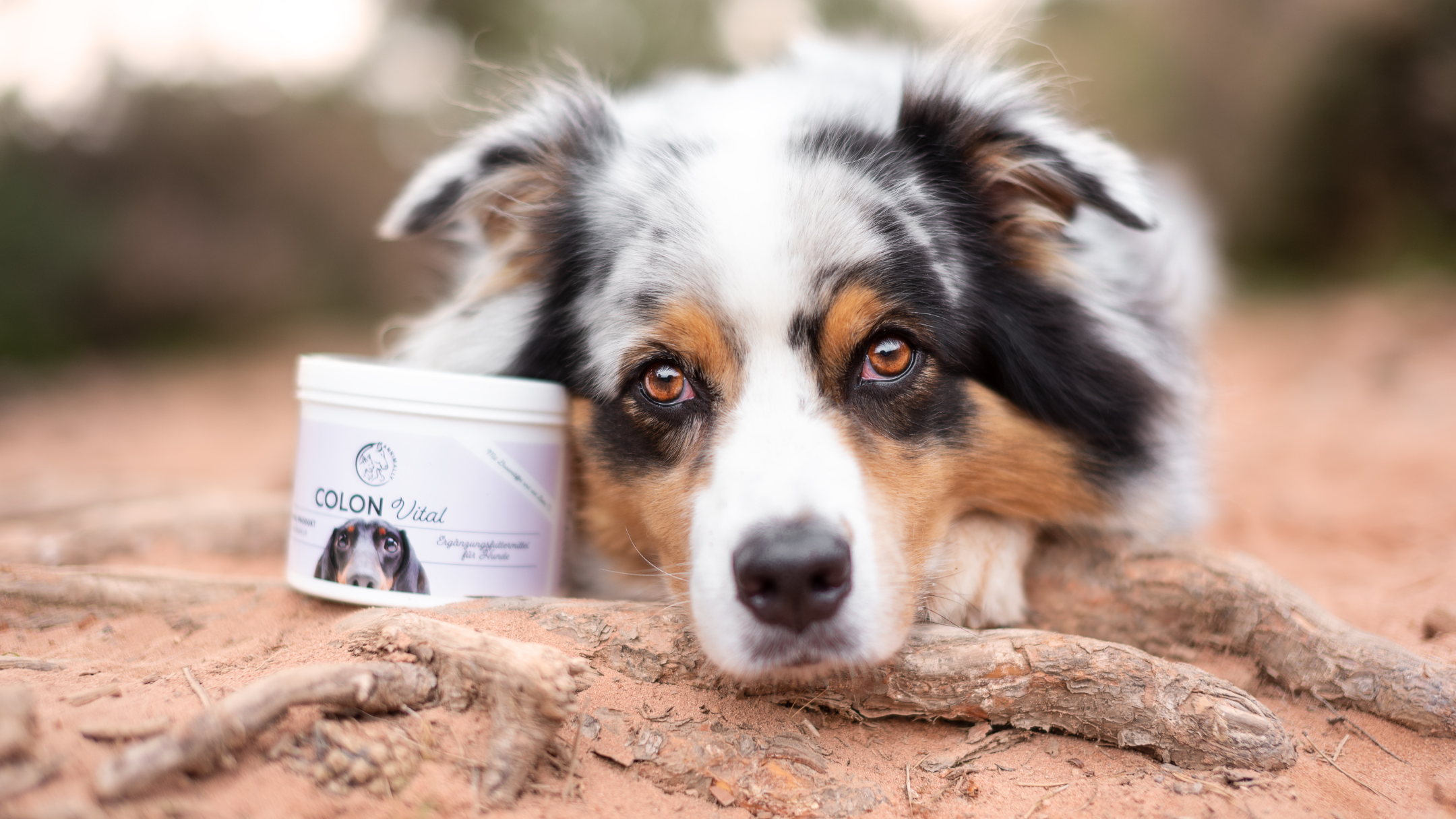 Magen & Darm beim Hund