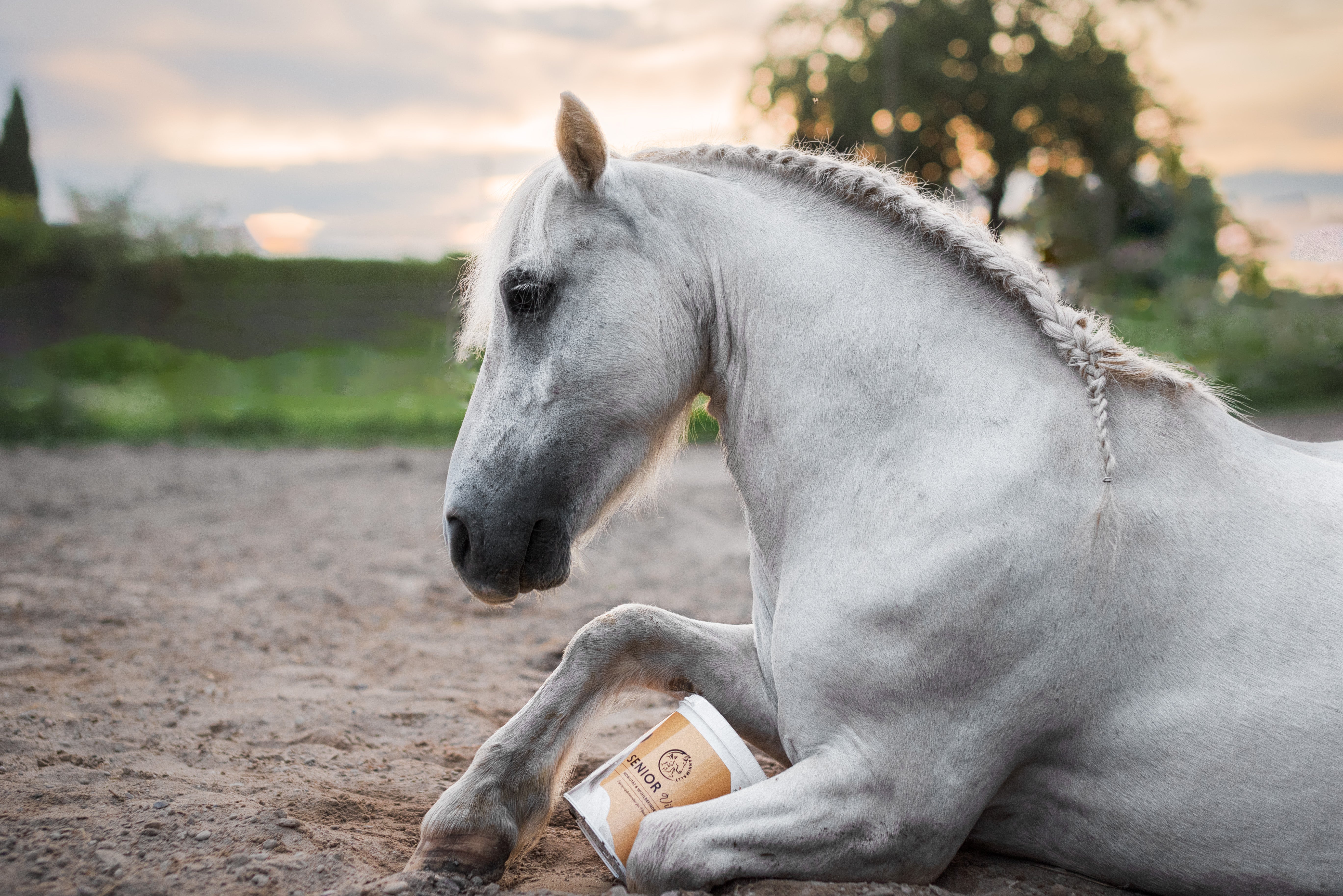 Futterzusätze für ältere Pferde