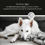 Spray sans rinçage White Plus