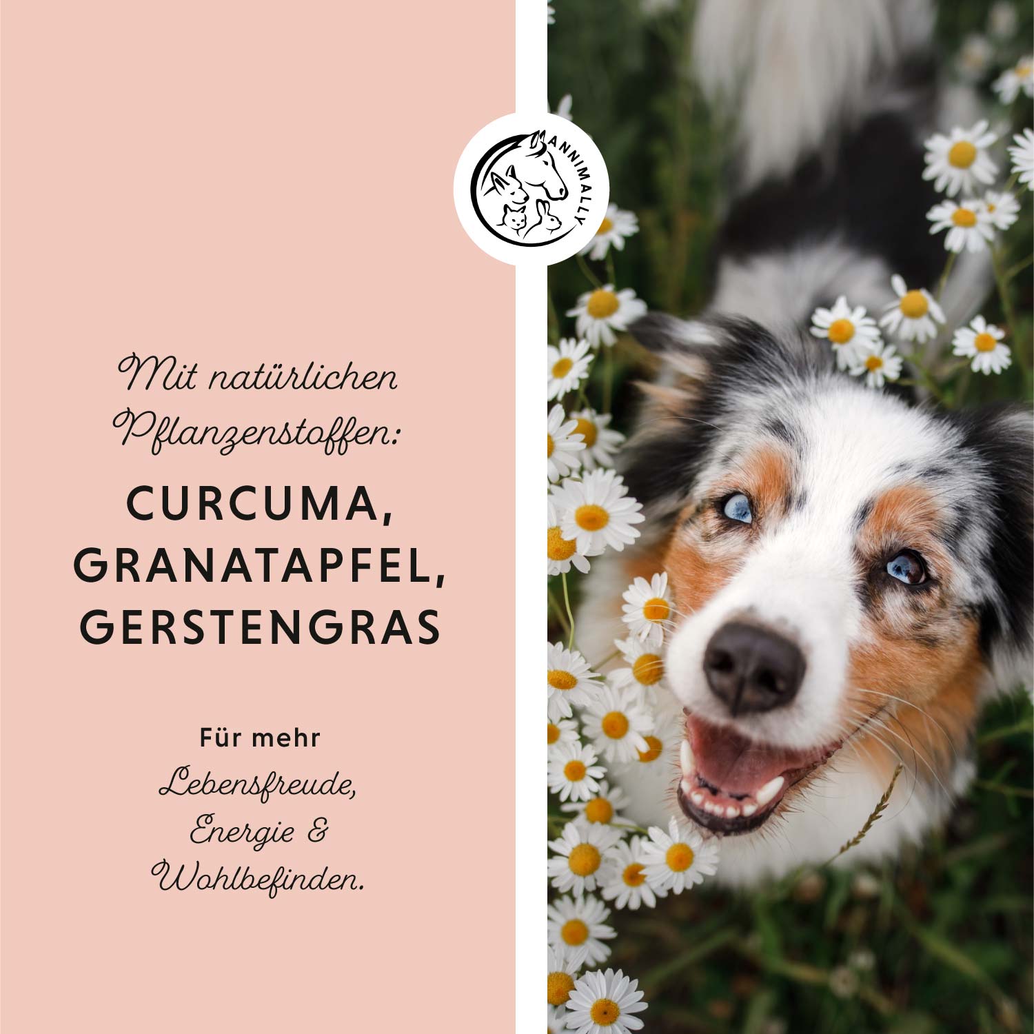 Le quotidien du chien