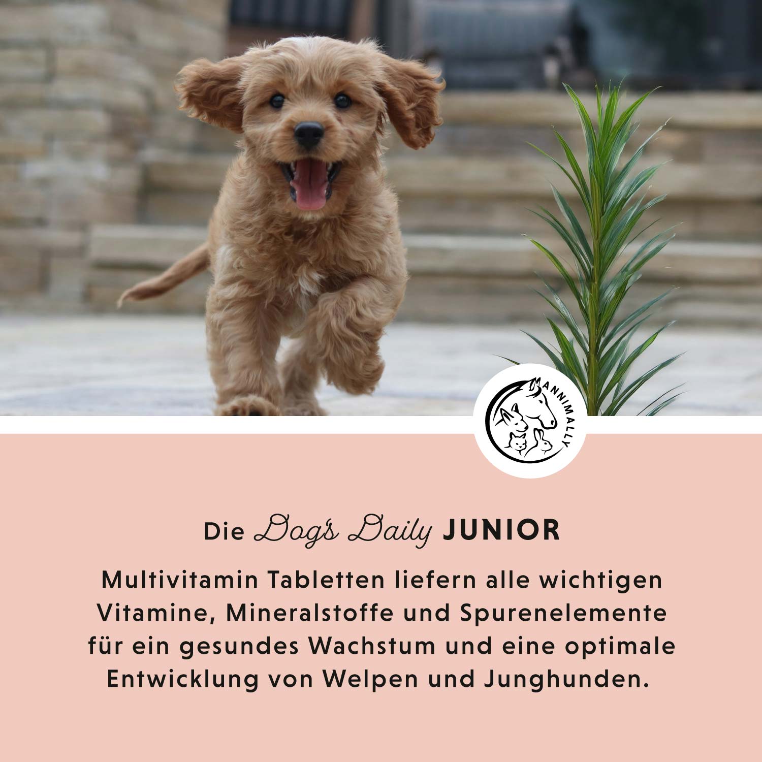 Dog's Daily Junior
