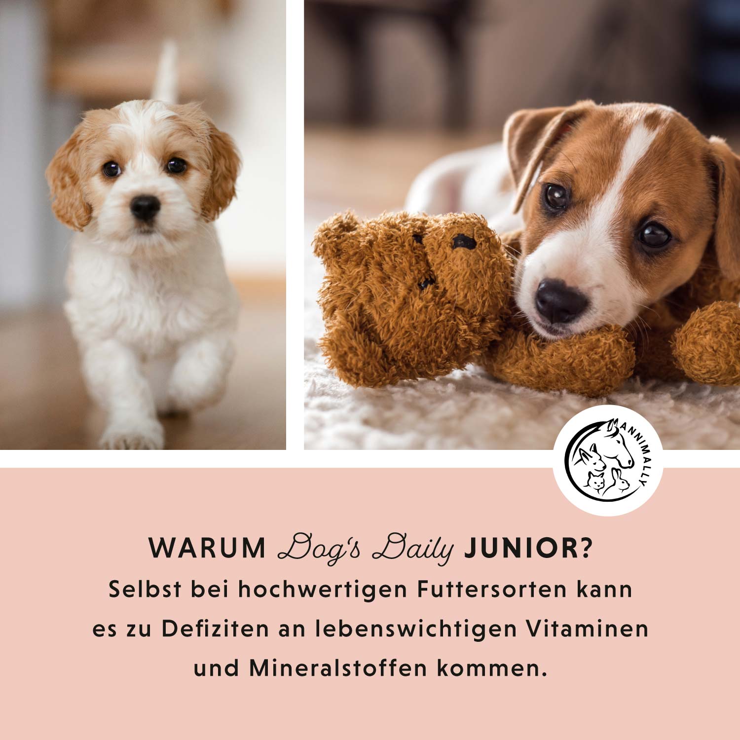 Dog's Daily Junior