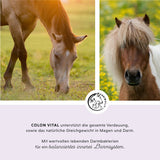 Poudre vitale du côlon