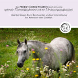 Poudre vitale du côlon