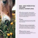 Poudre vitale du côlon