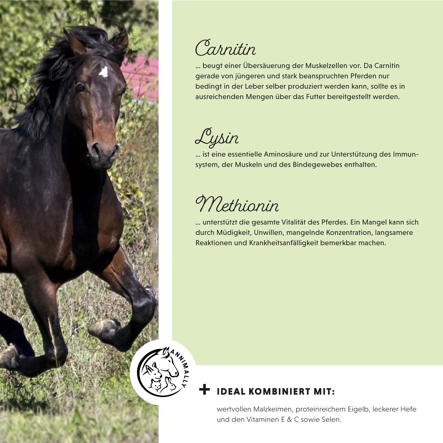 Poudre de puissance musculaire