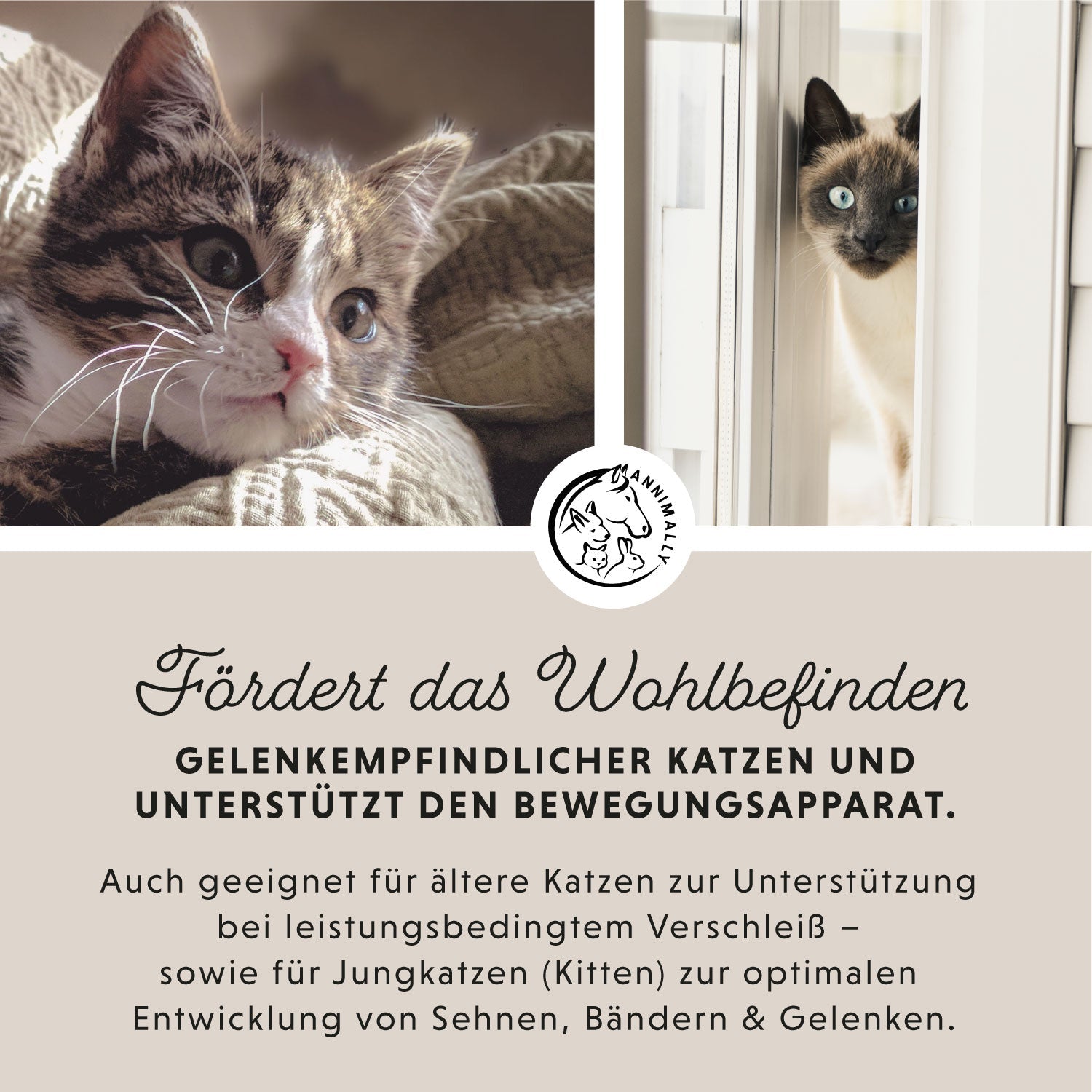 Boîte à chat