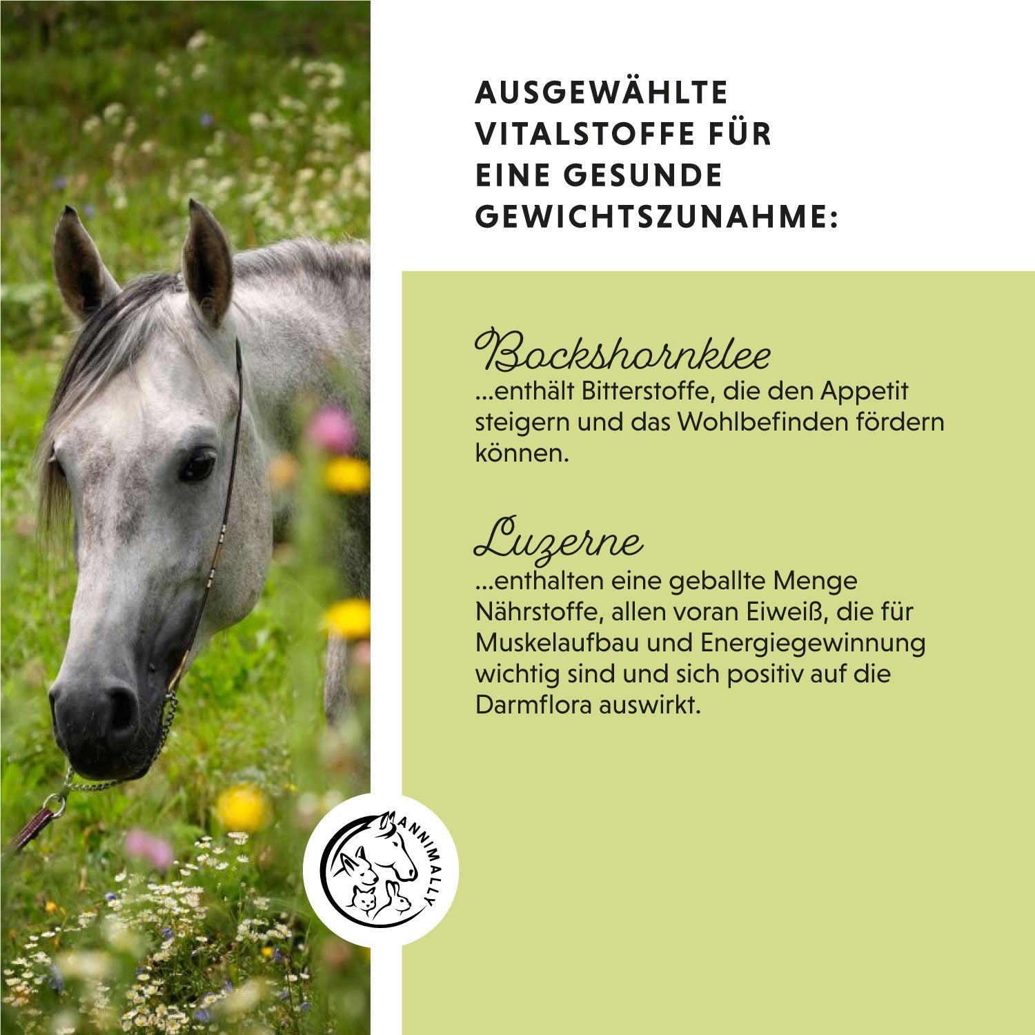 Weight Gainer Konzentrat