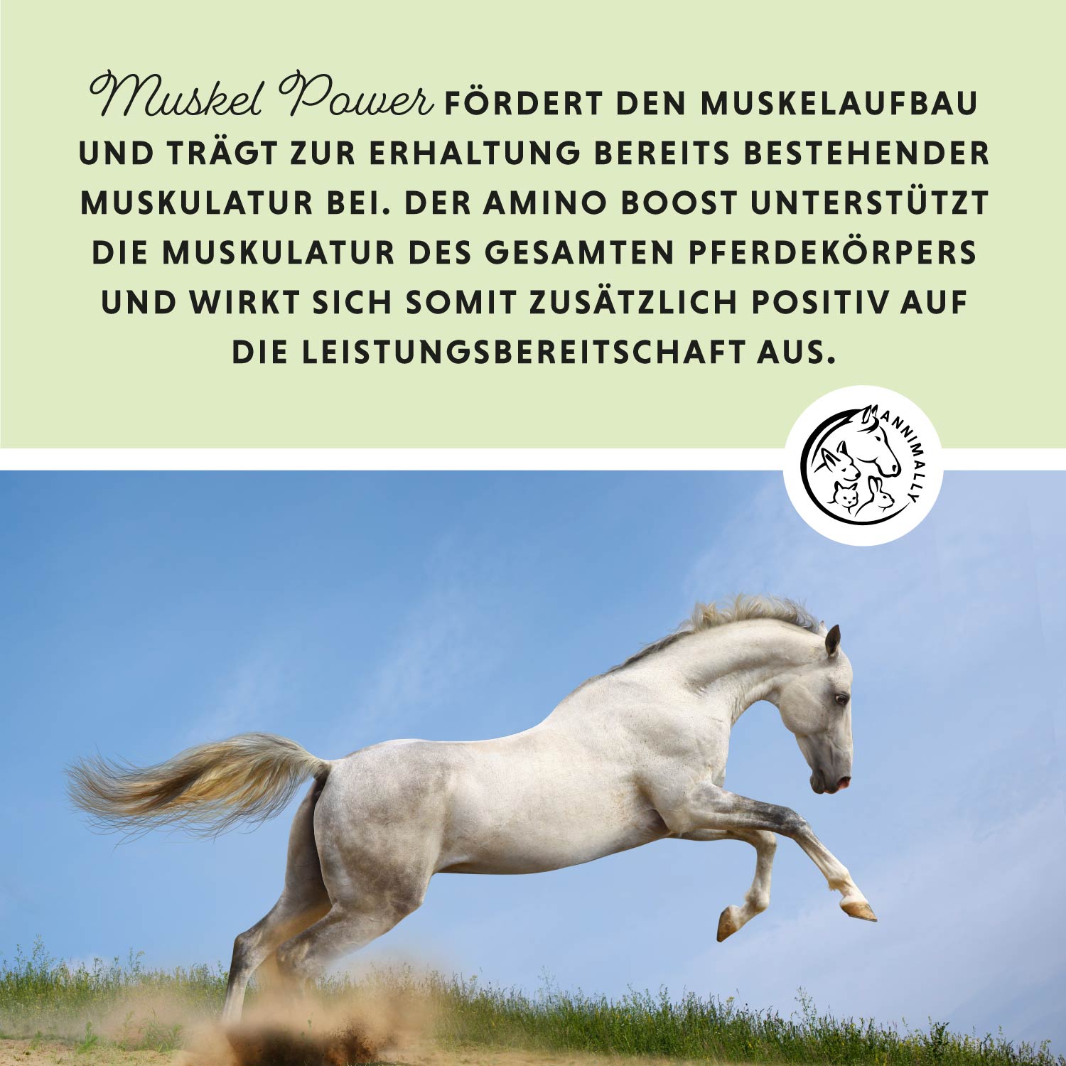 Poudre de puissance musculaire