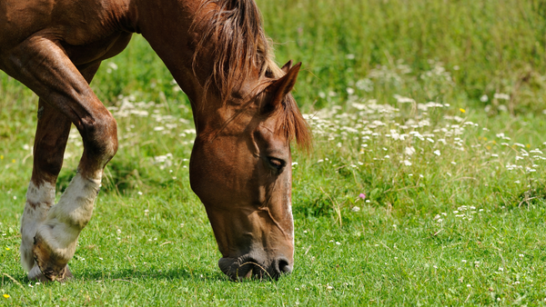 Frühjahrs-Check fürs Pferd: Fit für die Weide?