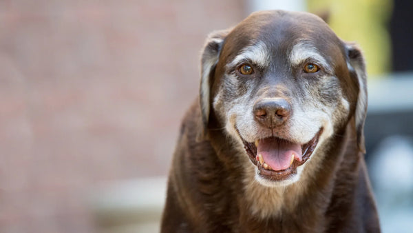 Senioren-Hunde: Ernährung & Bewegung im Alter – So bleibt Dein Vierbeiner fit und gesund