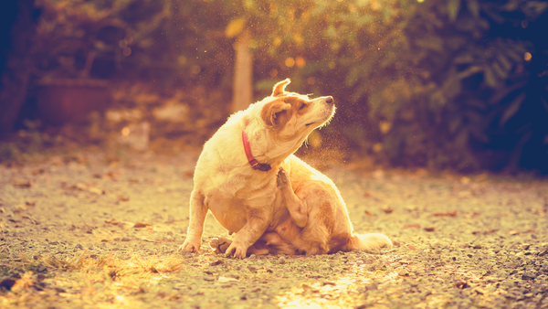 Allergien beim Hund: Symptome und Co. – das solltest Du wissen!
