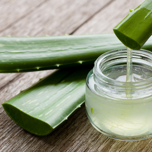 Aloe Vera für Hunde: Natürliche Unterstützung für Gesundheit und Wohlbefinden