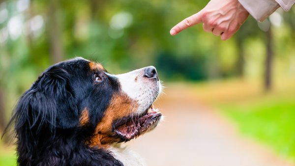 Diese 7 Kommandos sollte Dein Hund beherrschen