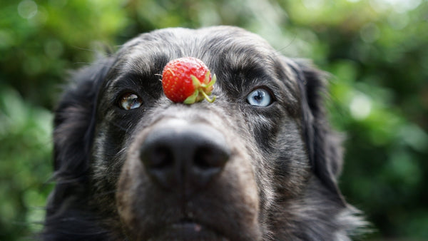 Dürfen Hunde Erdbeeren essen?