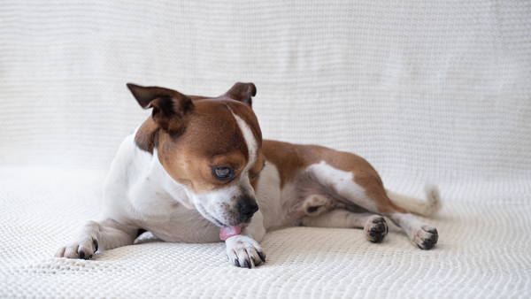 Hund leckt Pfoten: Mögliche Ursachen & Hausmittel
