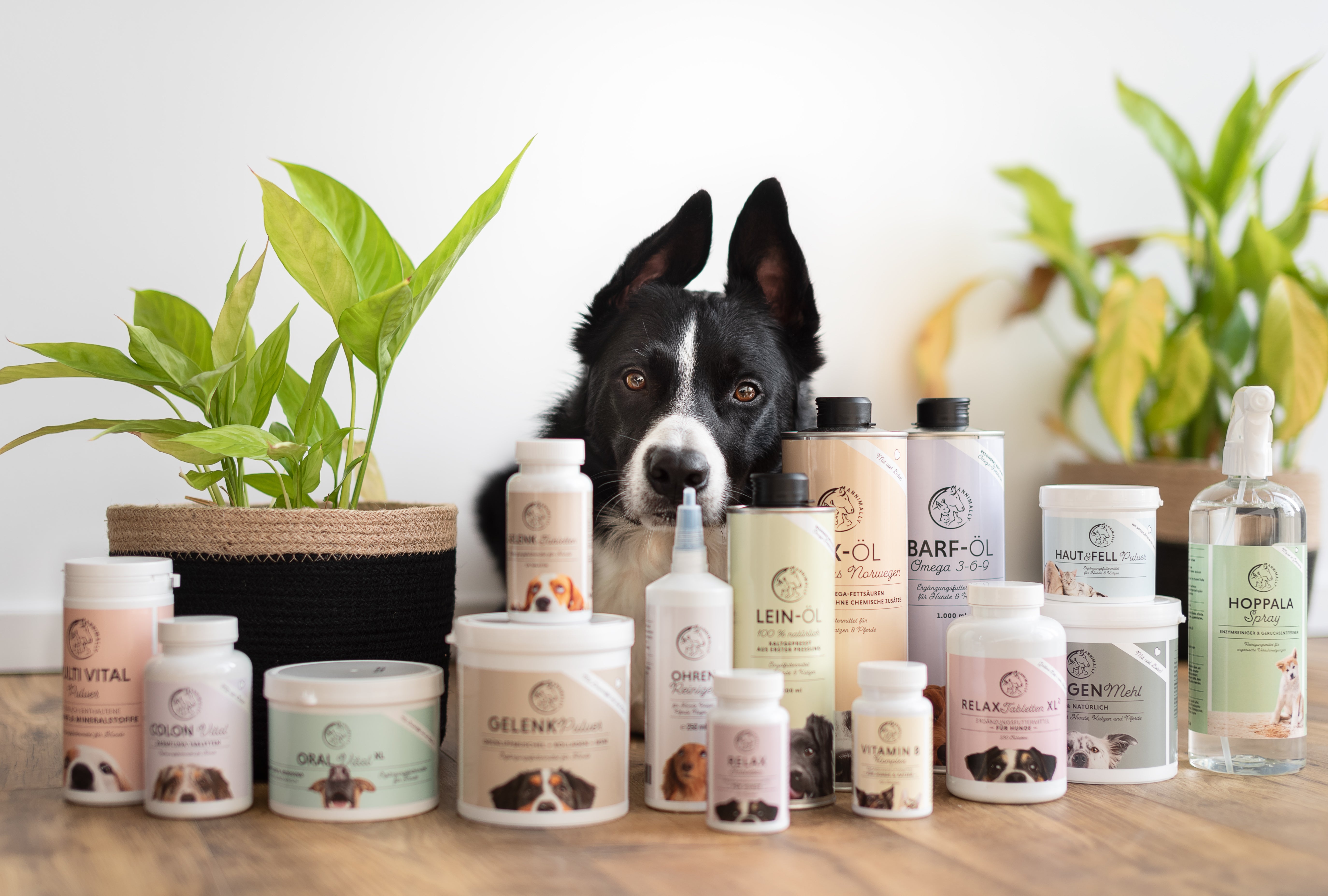 Immunkraft & Wohlbefinden für Hunde