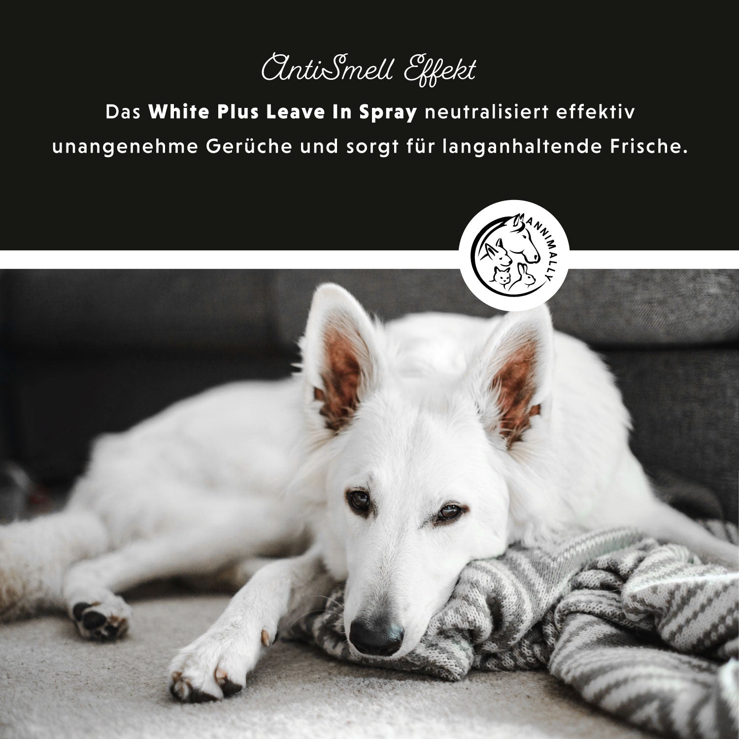 White Plus Leave In Spray