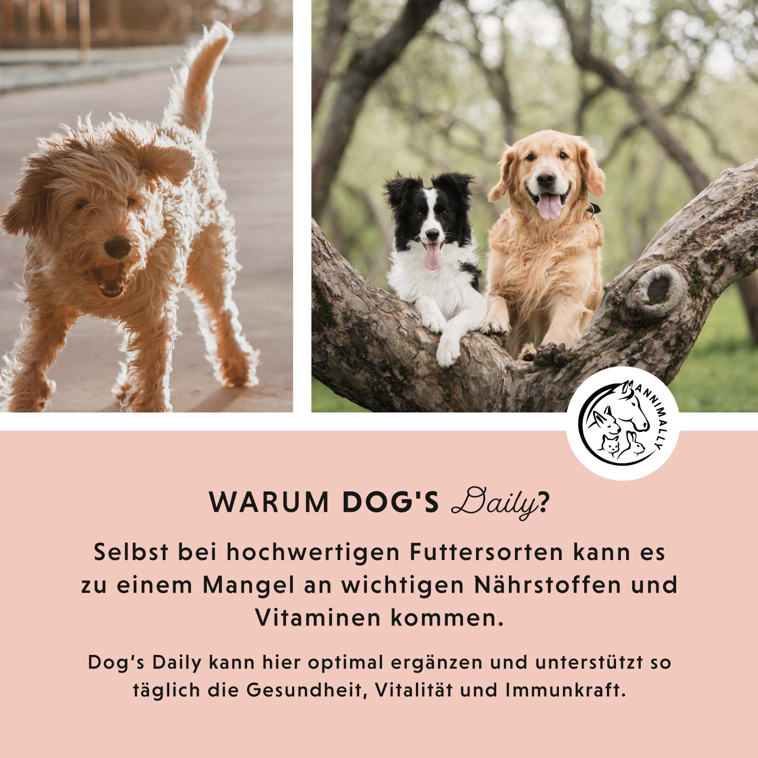 Le quotidien du chien