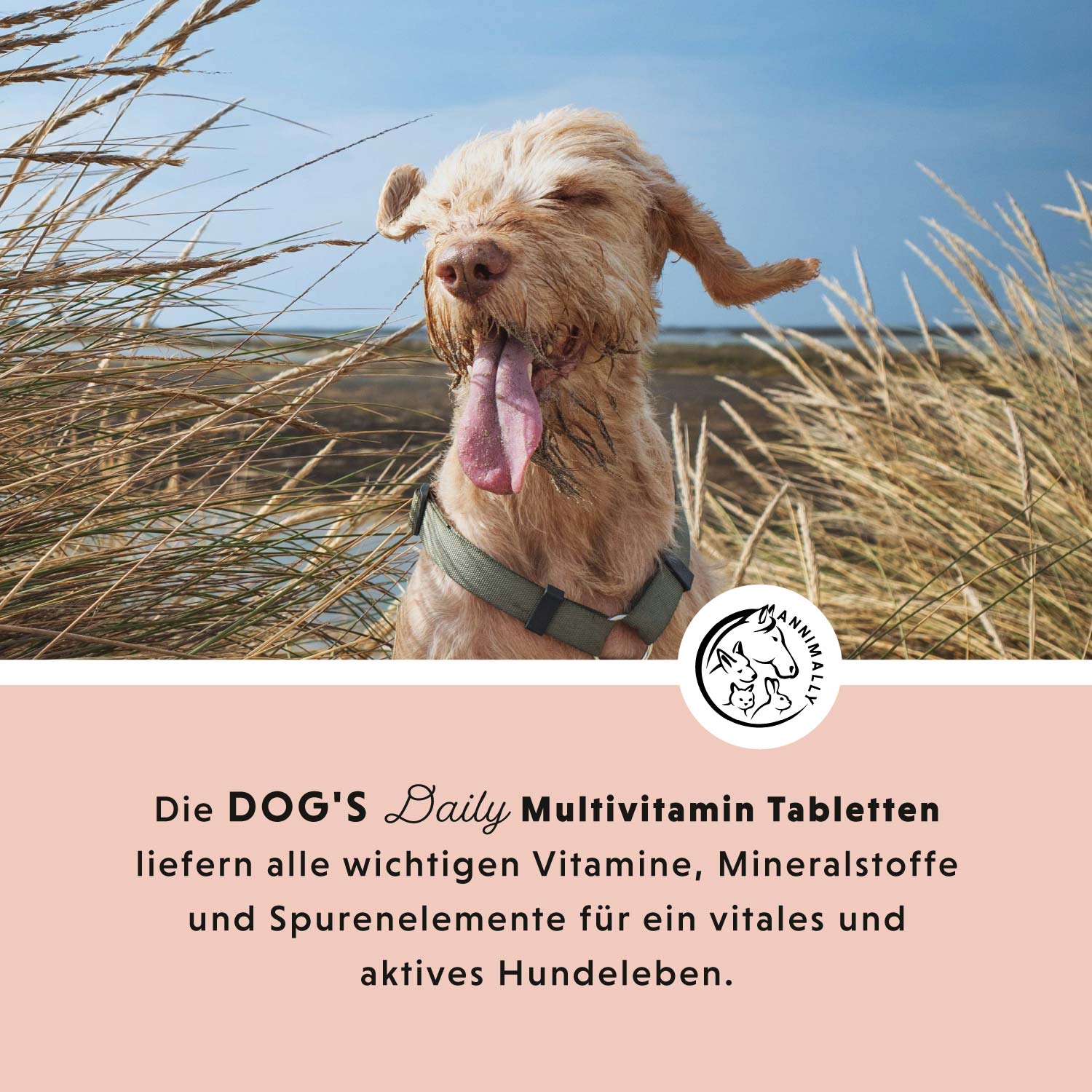Le quotidien du chien