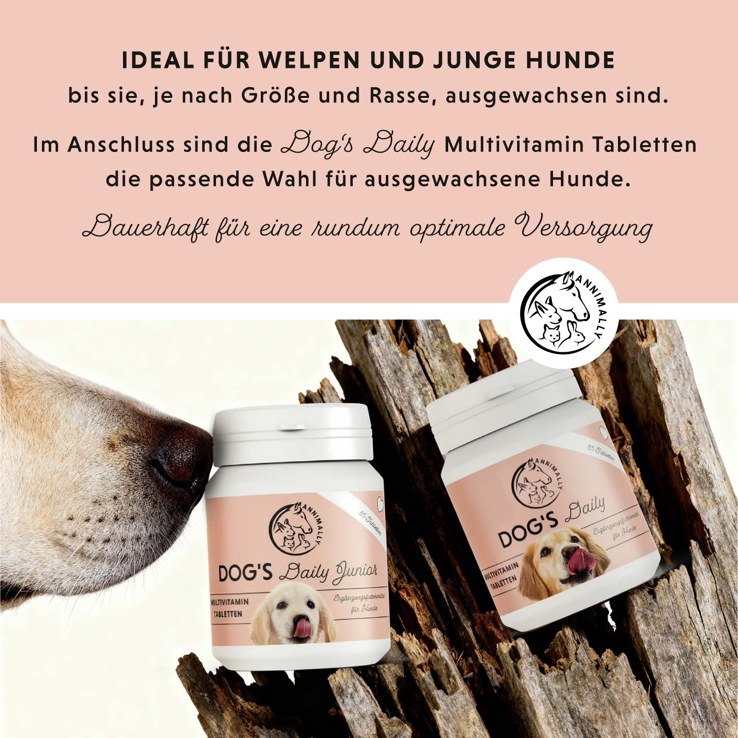 Dog's Daily Junior