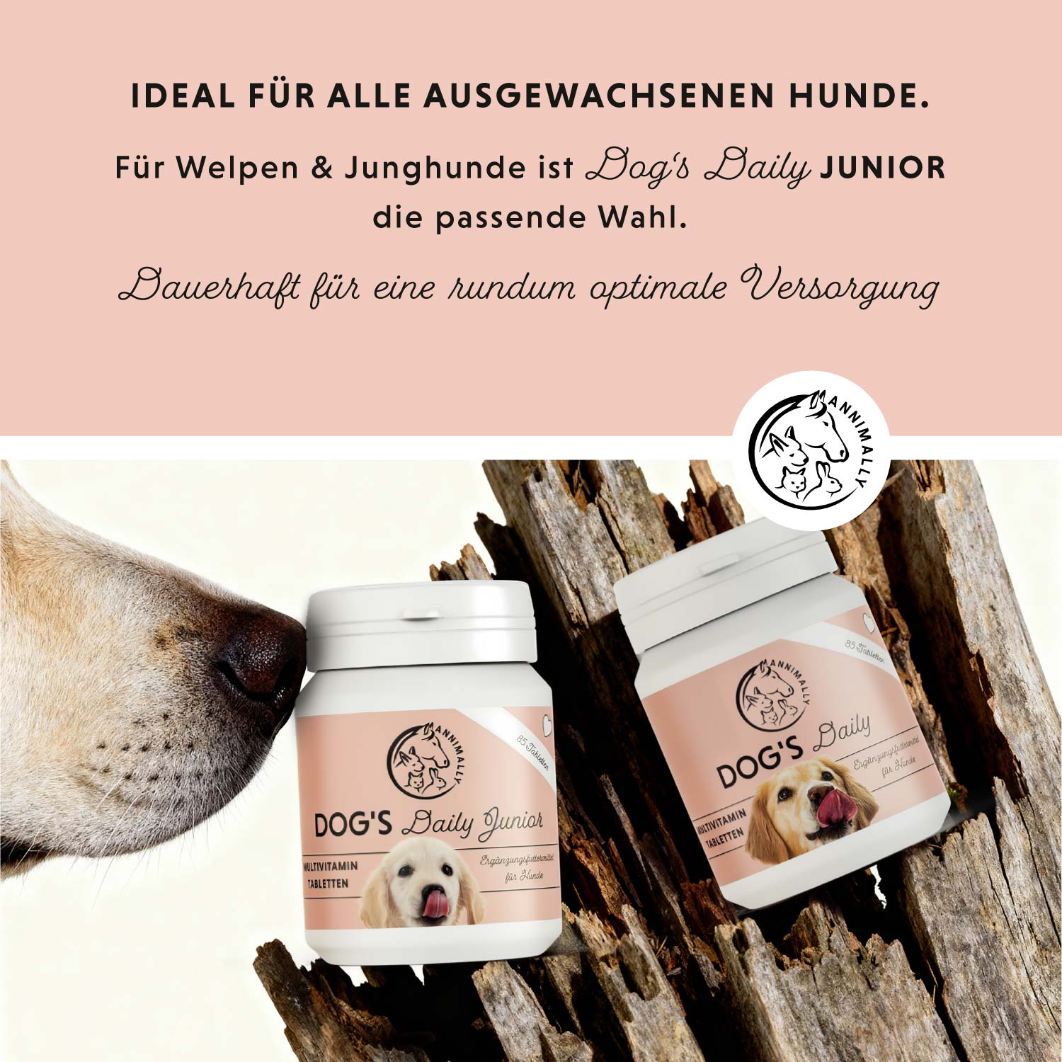 Le quotidien du chien