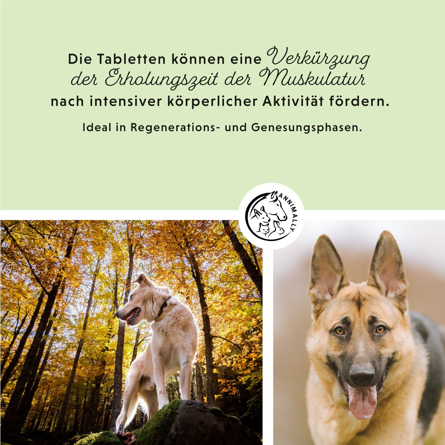 Muskelpower Tabletten