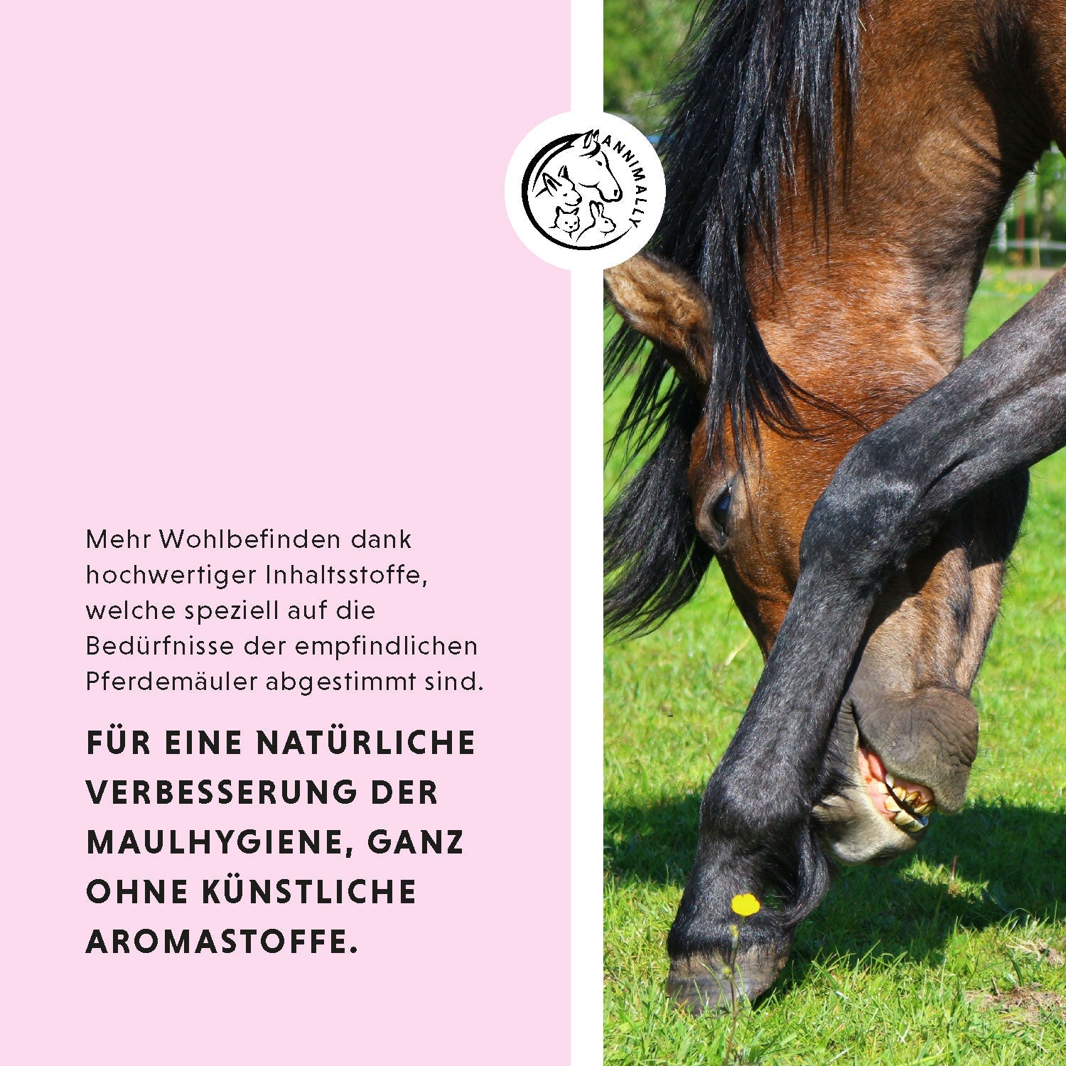 Maulbalsam Plus