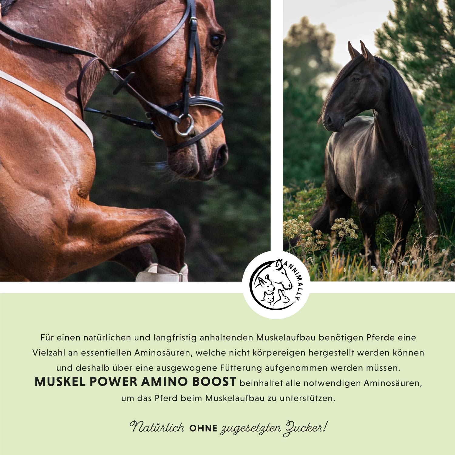 Poudre de puissance musculaire