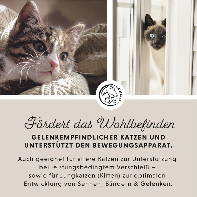Boîte à chat