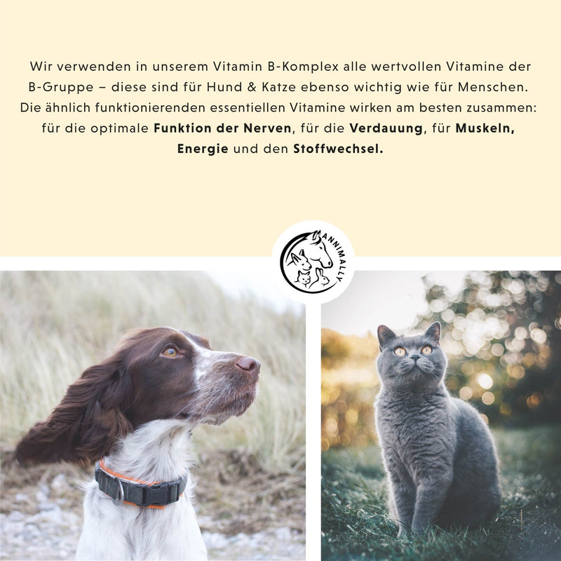 Boîte à chat